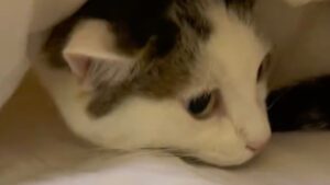 La mamma umana conforta il gatto spaventato dalla tempesta, proprio come se fosse un bimbo