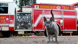 La mascotte dei pompieri, Gatto Fumaça, ha contribuito a prevenire un incendio nella caserma