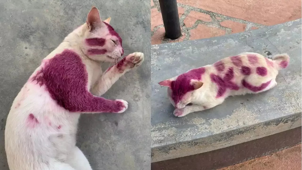 gattino colorato con vernice