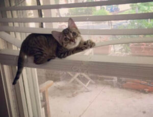 Gatto in finestra