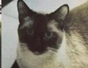 No, non ha perso il gatto. Eppure questo annuncio sta facendo furore sui social