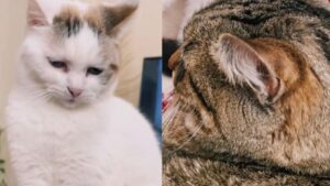 Non lo tocca nemmeno, ma le sue intenzioni sono chiare: la minaccia di questo gatto al fratello è esilarante