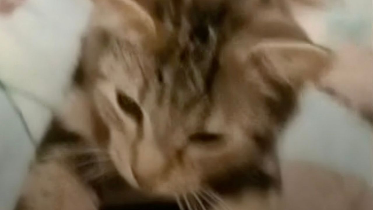 Primo piano gatto