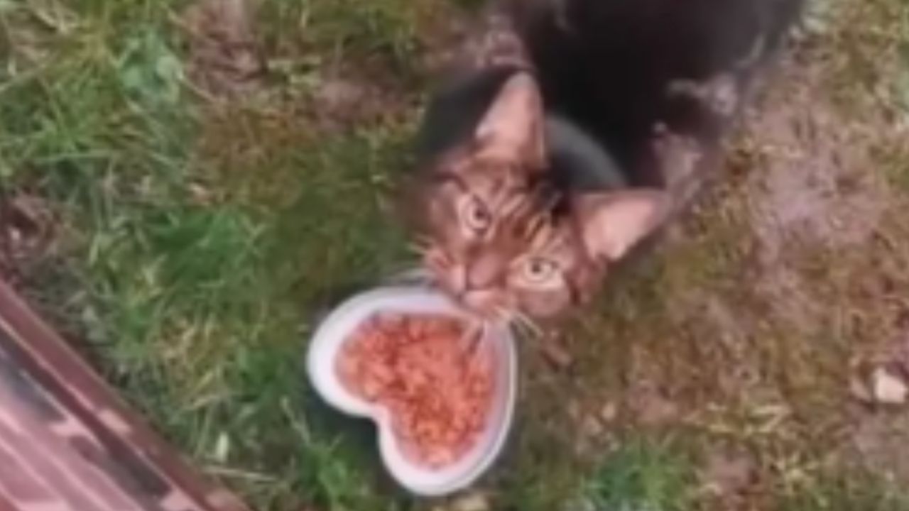gatto affamato