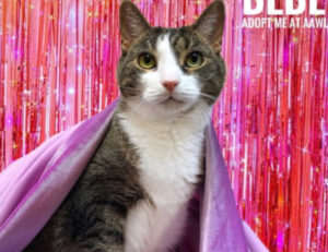 Per fare in modo che trovino casa, questi gatti ricevono un servizio fotografico molto glamour