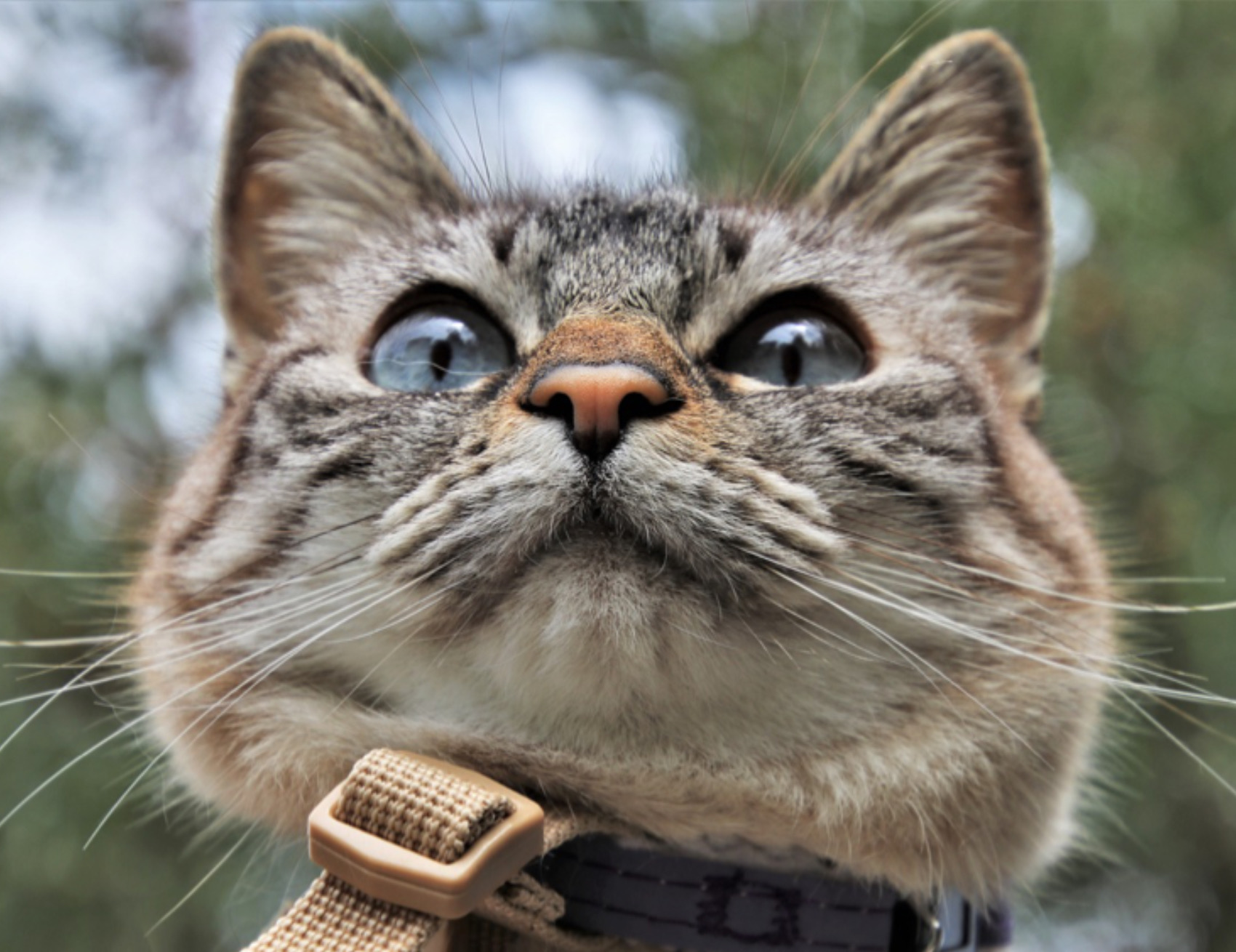 Gatto guarda avanti