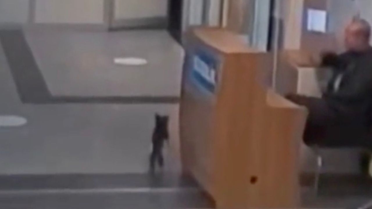 Gatto entra nello studio veterinario