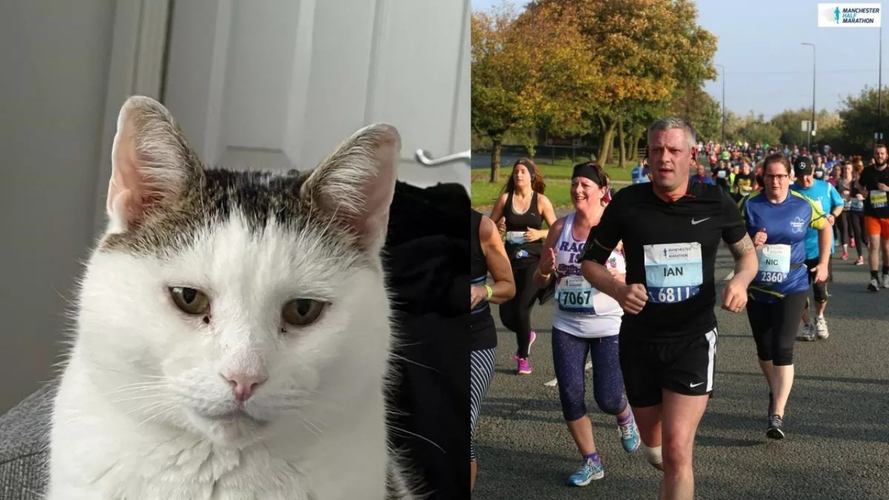 maratona per gatto