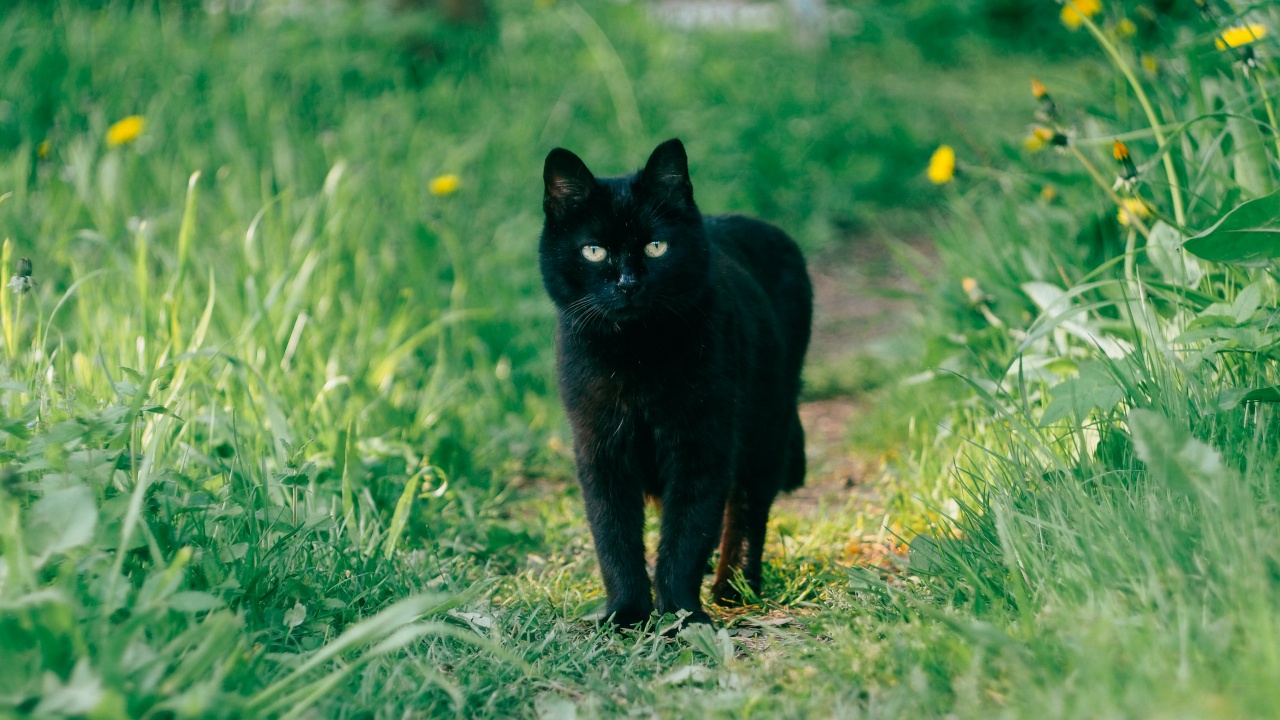 micio nero