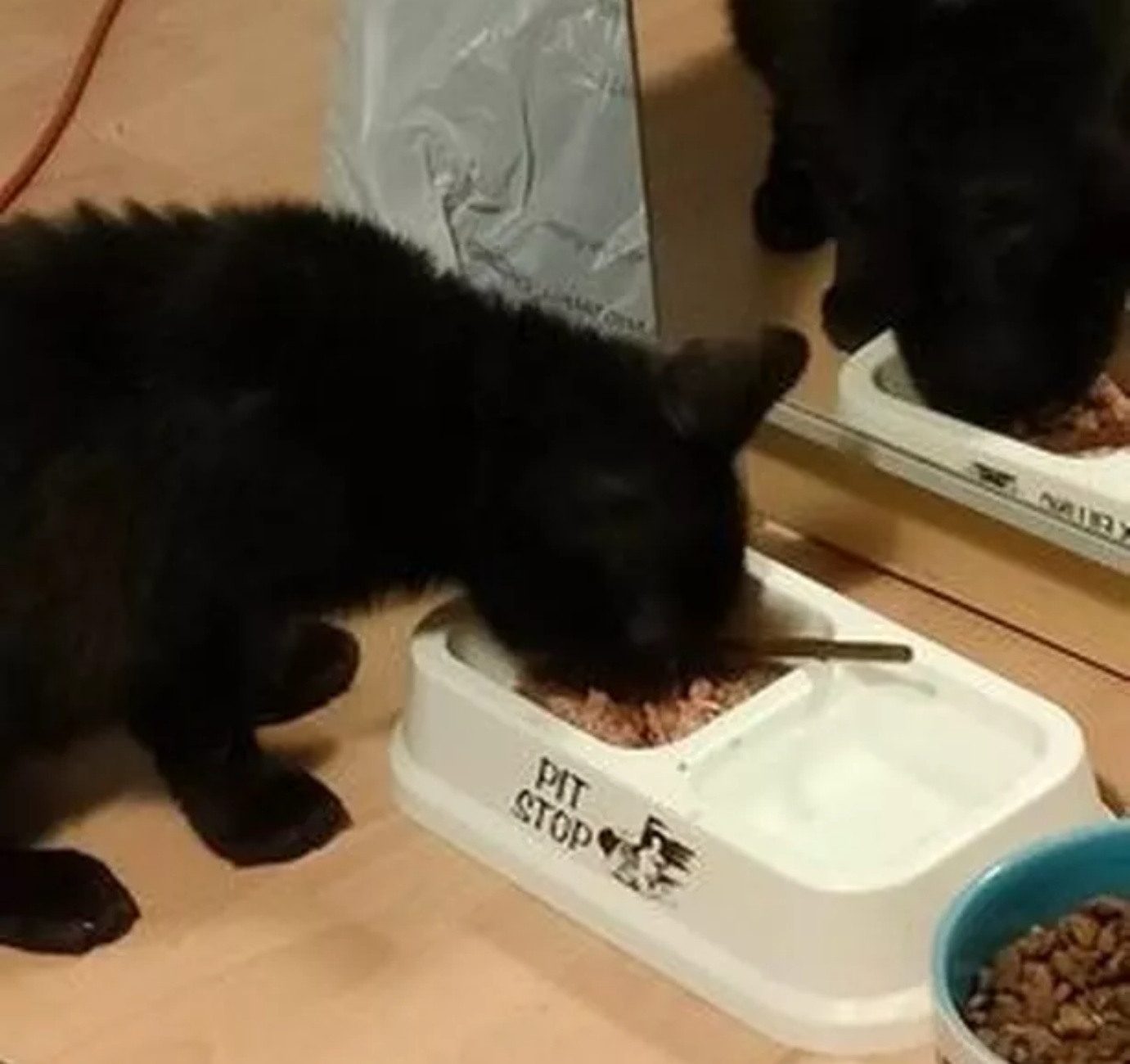 micio che mangia