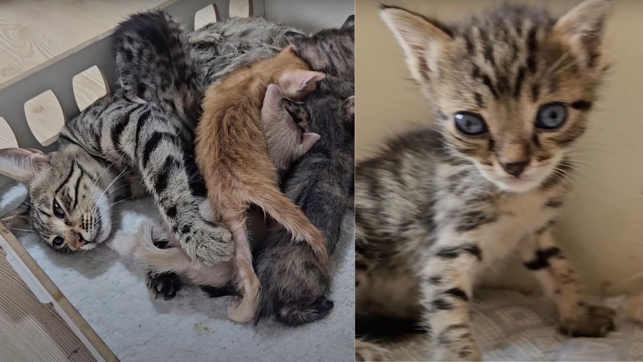 Gattino trova nuova famiglia