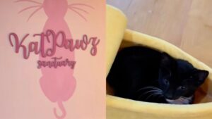 Si chiama Kat Pawz Sanctuary ed è un Airbnb a tema cinema dove però i veri protagonisti sono i gatti