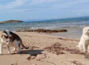 Sì, in Italia esiste anche una spiaggia per gatti e forse è più vicina a te di quanto tu possa pensare