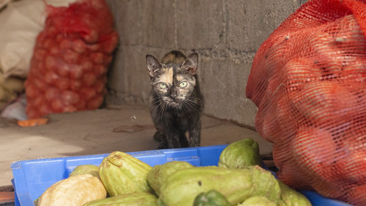 Gatto e verdure