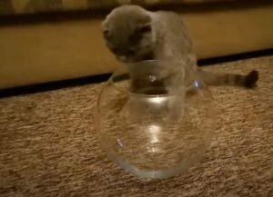 gatto testardo