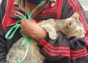 senzatetto salva un gatto