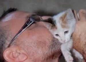 gatto viene adottato