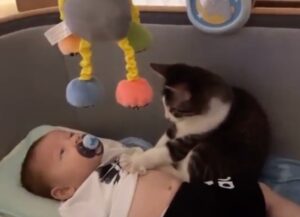 Un gatto fantastico gioca insieme ad un bimbo neonato all’interno della sua culla