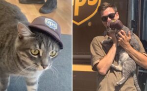 gatto UPS