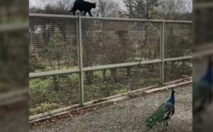 pavone e gatto