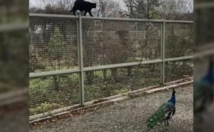 Un’amicizia improbabile: il gatto ha deciso di legarsi a un pavone e ogni giorno passeggiano insieme