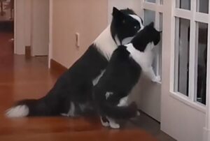 Come fratelli, quasi gemelli: il gatto e il Border Collie sono in perfetta sintonia (e abbinatissimi)