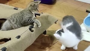 Gatti giocano insieme