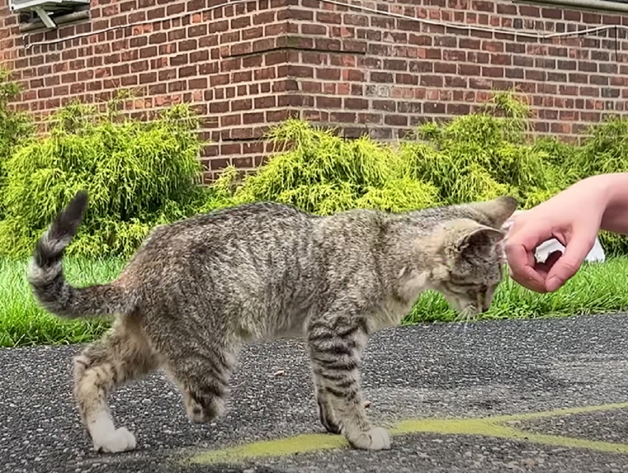 Coccole al gatto tigrato