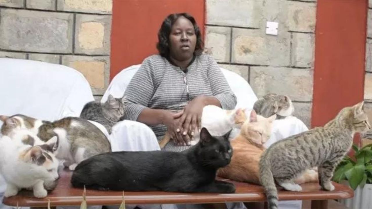 donna adotta 600 gatti