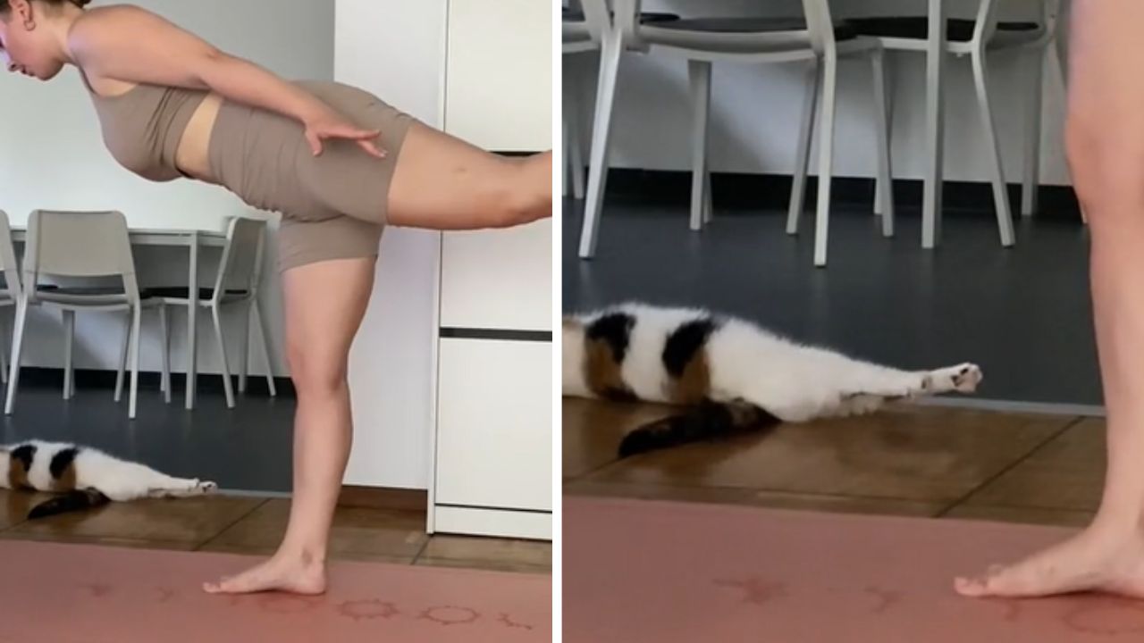 gatto che fa stretching