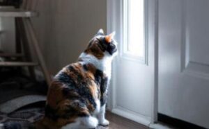micio tricolore