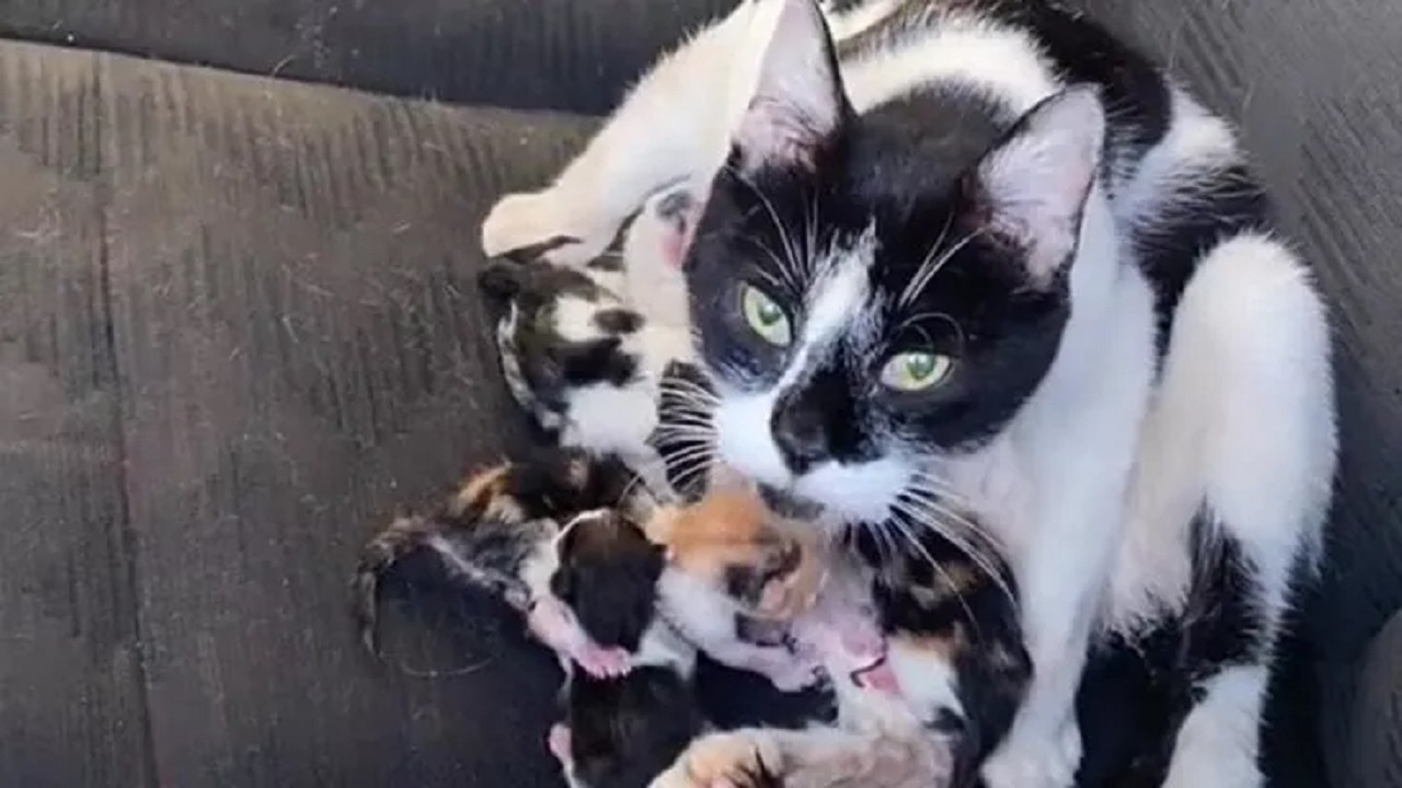 Mamma gatta e cuccioli