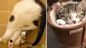 5 foto di gatti che fanno le cose a modo loro, seguendo la loro strada