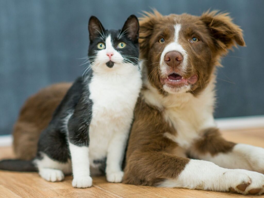 Come dividere gli spazi tra gatti e cani ed evitare liti