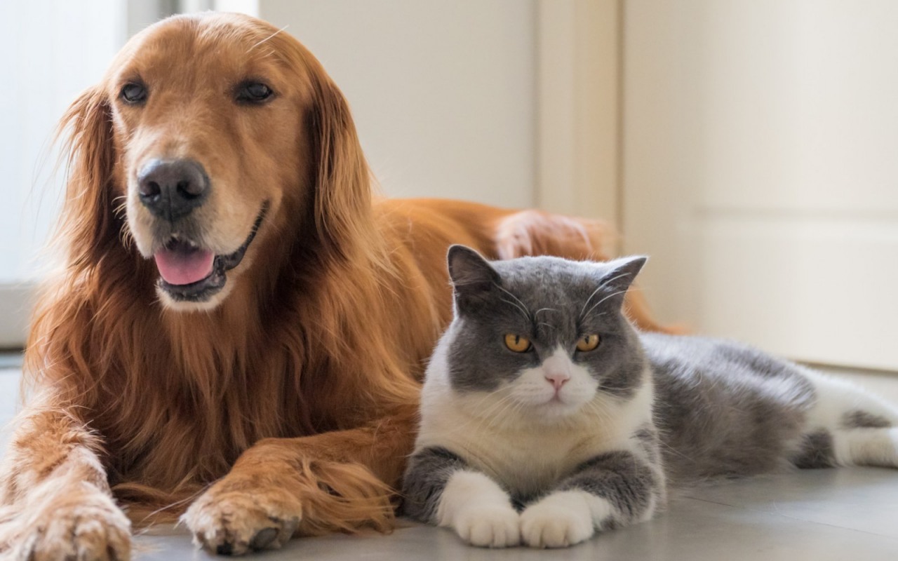 gatto grigio e bianco con cane di taglia grande