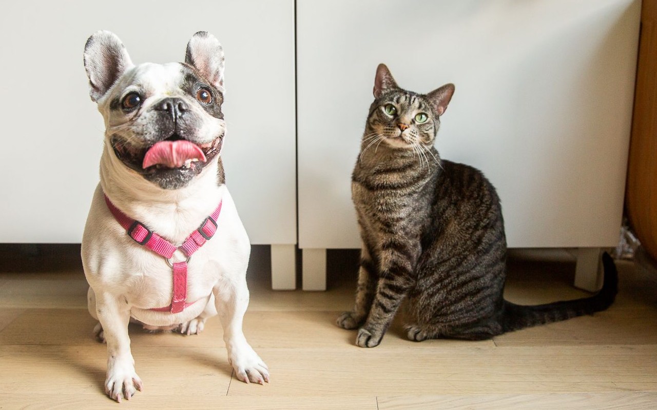 bulldog e gatto tigrato