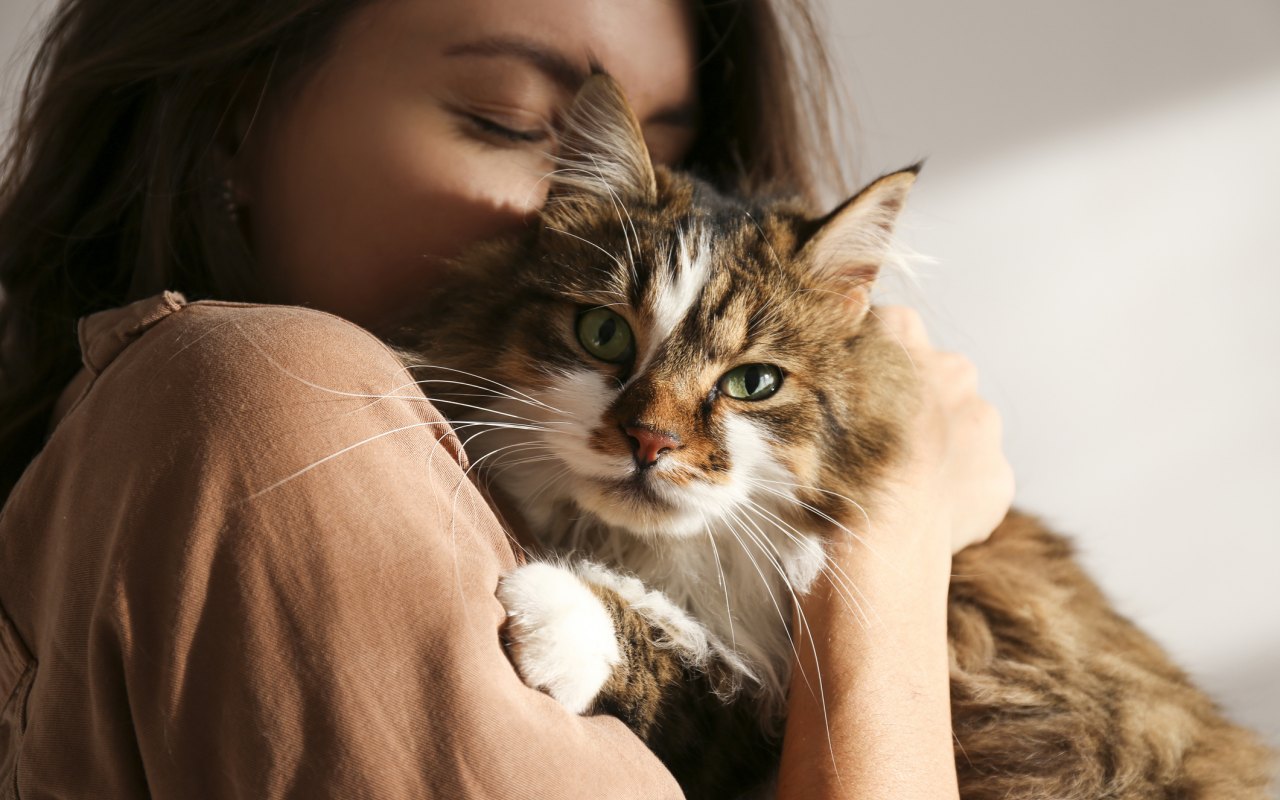 gatto a pelo lungo che abbraccia la sua umana