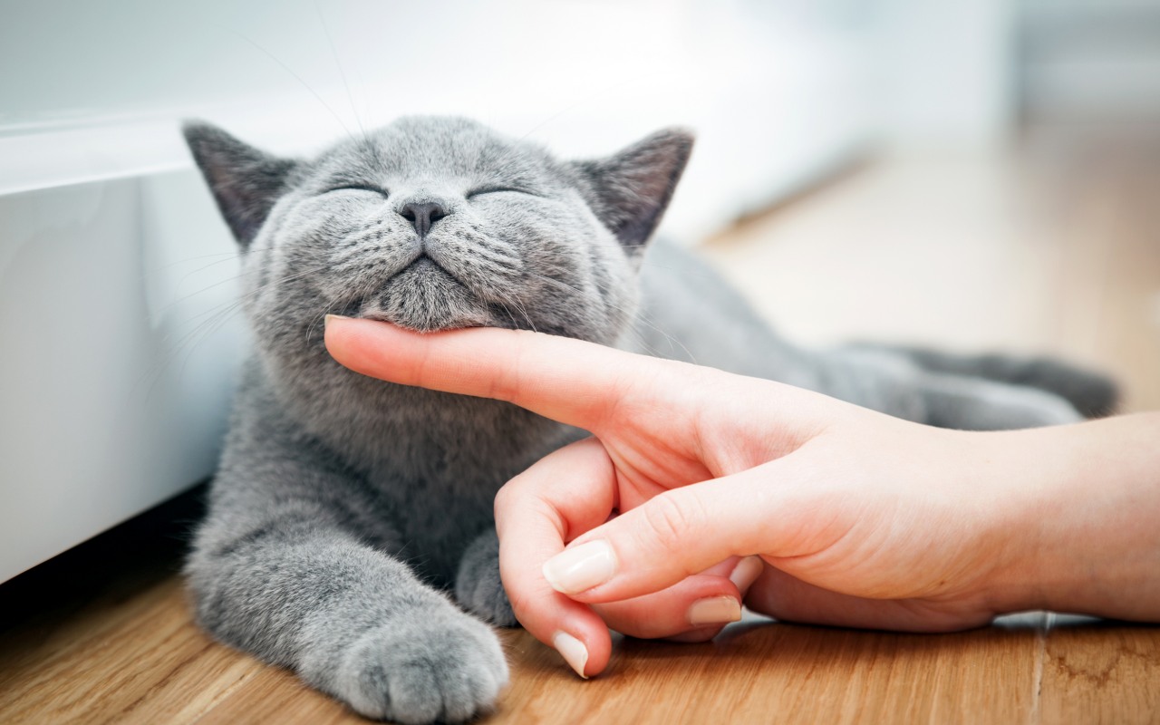 ragazza che gratta il gatto sotto al mento