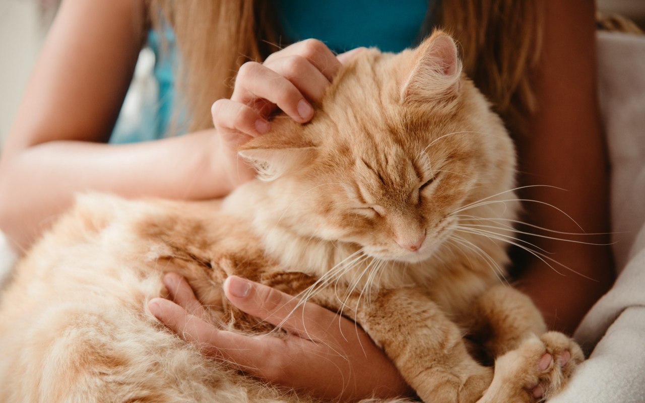 ragazza accarezza un gatto