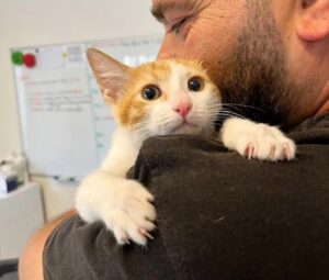 Gattina entra nella presa d’aria e non riesce a uscire finché non arrivano i soccorritori