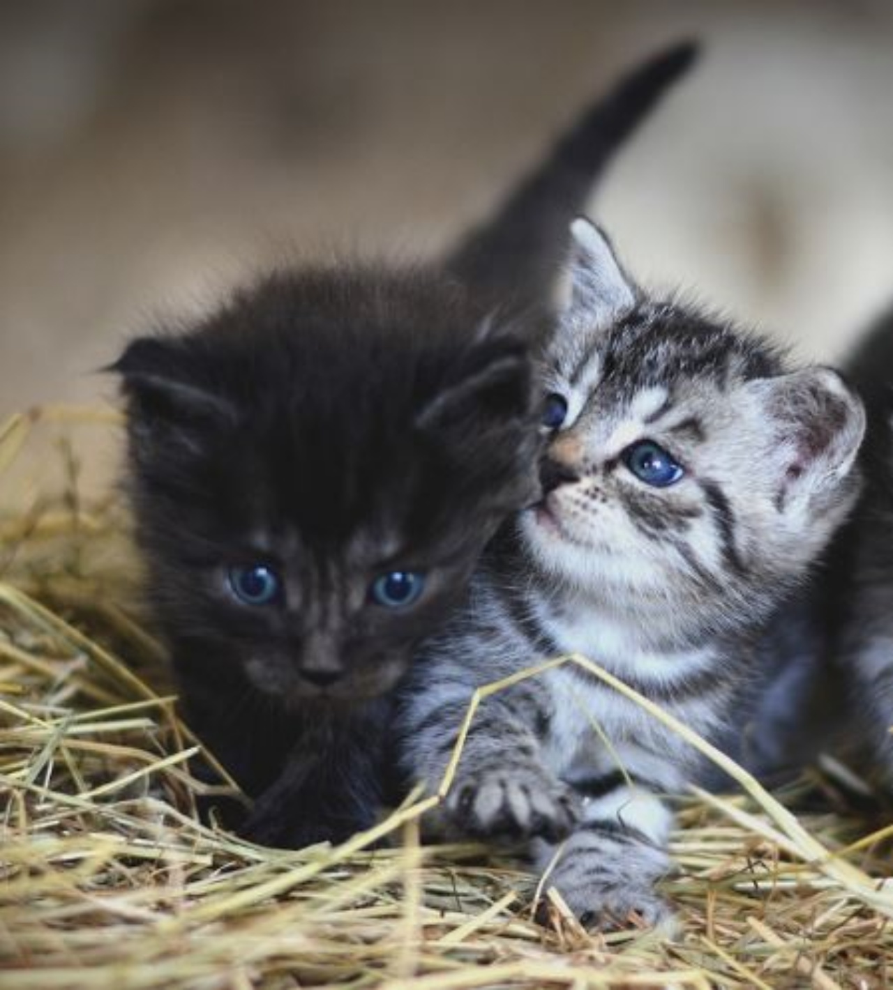 dei gattini piccoli