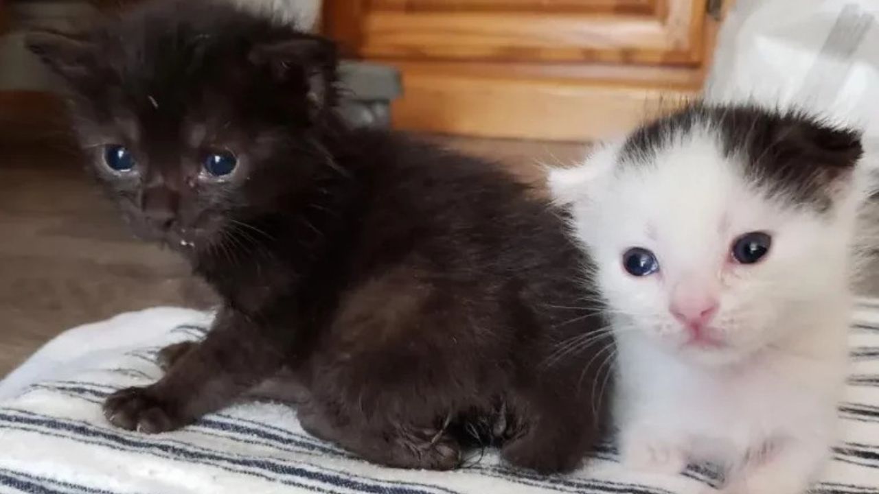 gattini fratelli