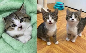 gatti cuccioli