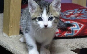 cucciolo di gatto