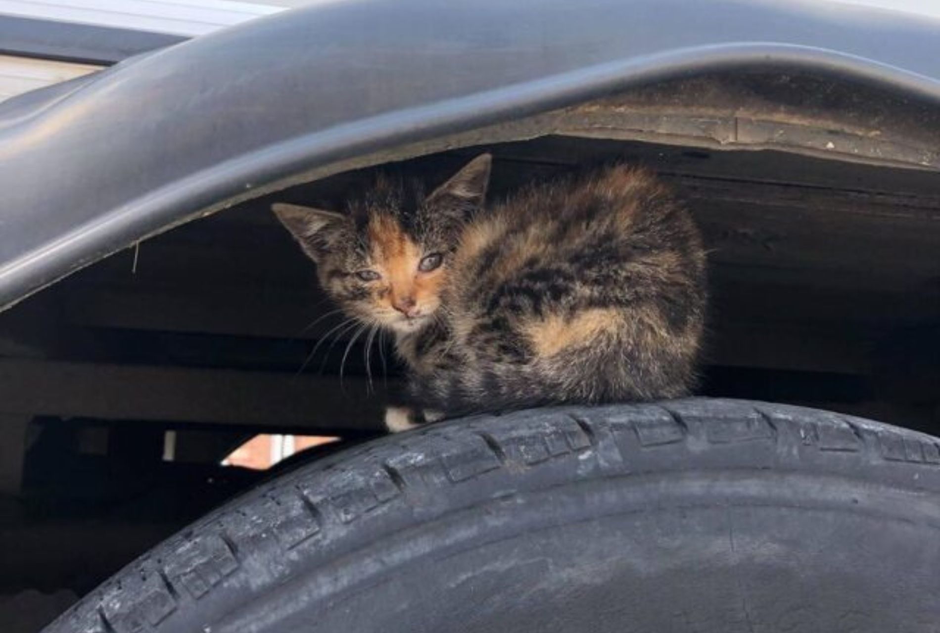 gattini trovati nel deposito