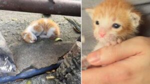 Fino a quando non vedono un piccolo sussulto, il gattino sembrava non dare alcun cenno di vita