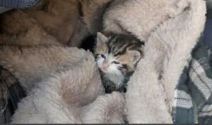 un gattino tra le coperte