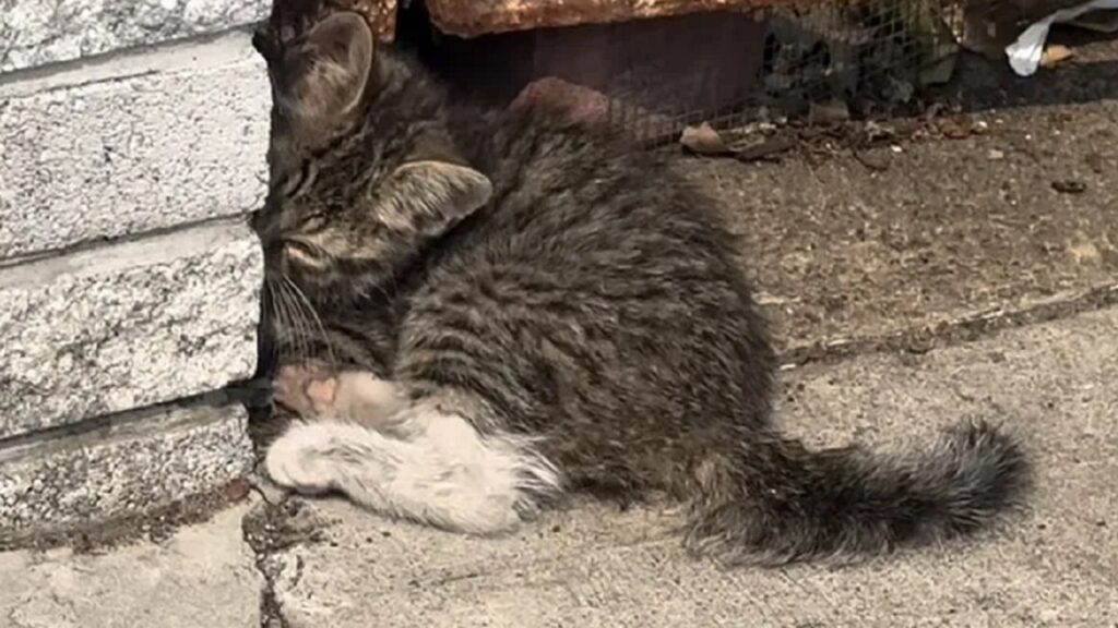 Gatto nell'angolo del muro