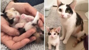 Lo dicono tutti: questa gattina non ha avuto un cucciolo, ha clonato se stessa realizzando un mini-me