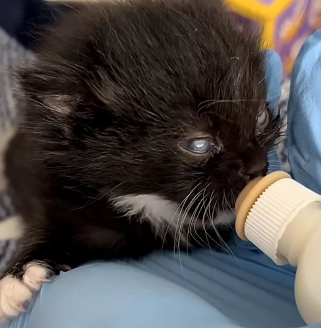un gattino nero che beve latte